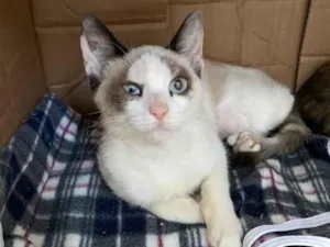 Gato raça SRD idade 2 a 6 meses nome Lua