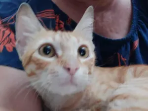 Gato raça SRD idade 7 a 11 meses nome Isis