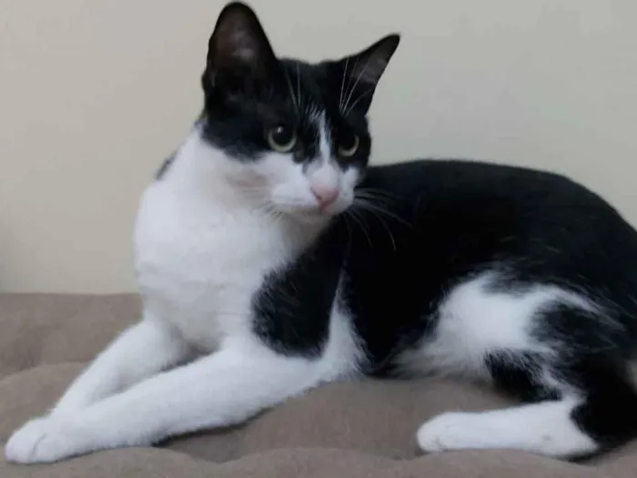 Gato raça Srd idade 1 ano nome Pupe