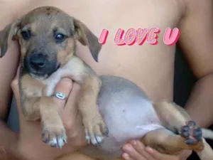 Cachorro raça SRD idade 2 a 6 meses nome Sem nome