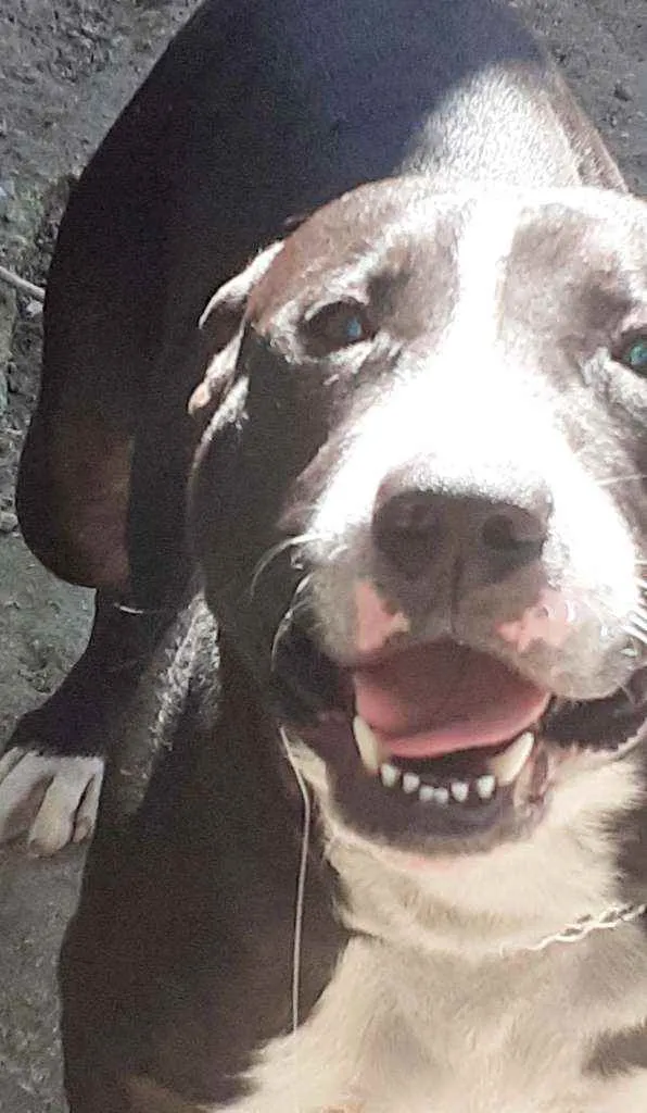 Cachorro ra a Pitbull  idade 3 anos nome Zeus