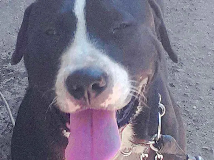 Cachorro ra a Pitbull  idade 3 anos nome Zeus