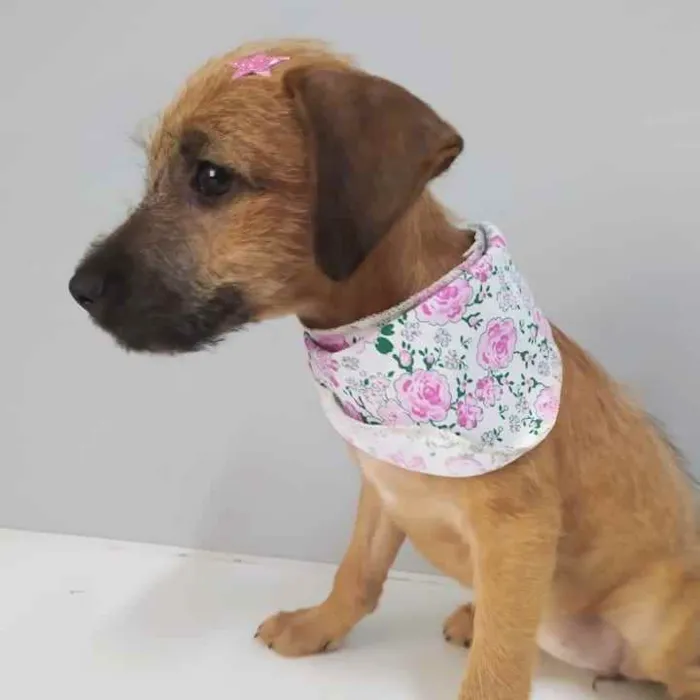 Cachorro raça SRD idade 2 a 6 meses nome Judy