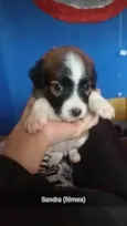 Sandra