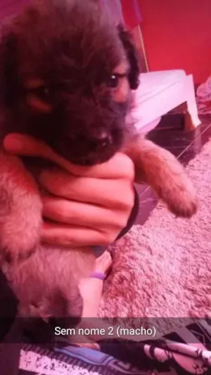 Cachorro raça Vira lata  idade 2 a 6 meses nome Simba