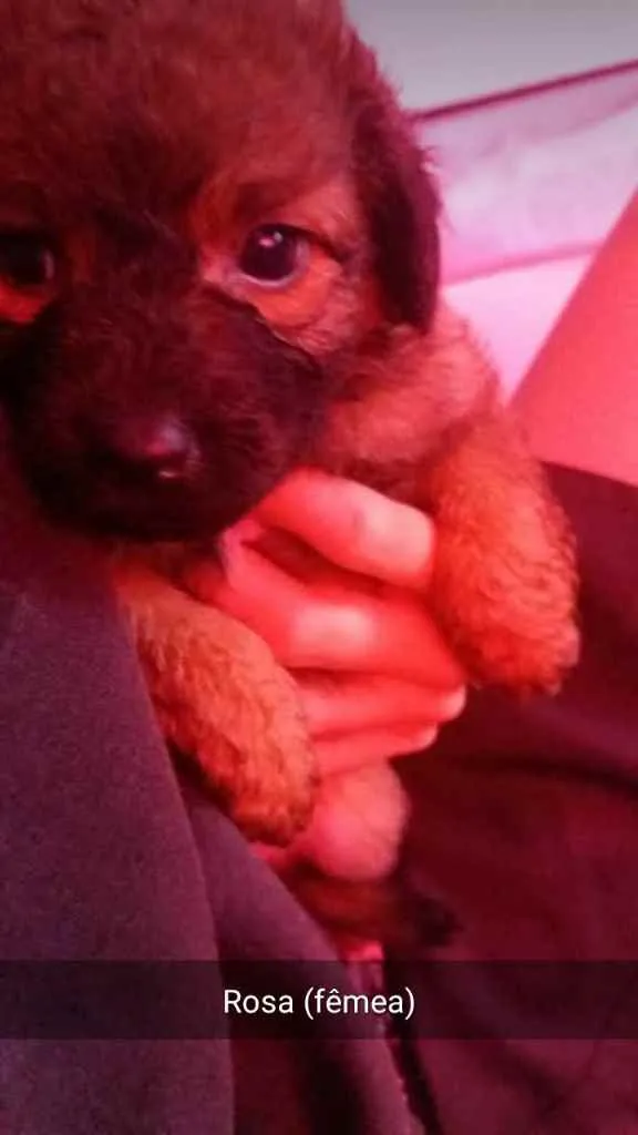Cachorro ra a Vira lata idade 2 a 6 meses nome Rosa