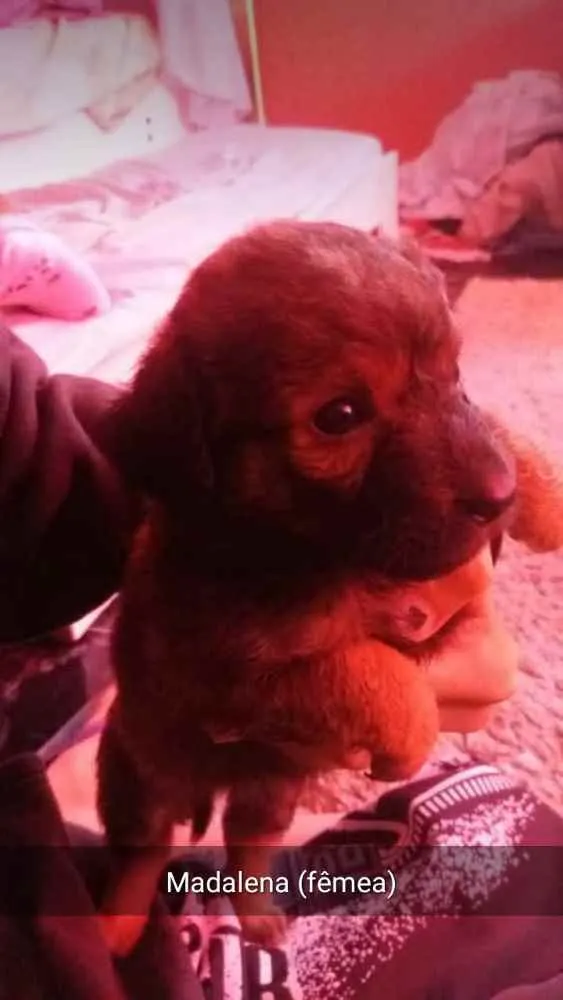 Cachorro ra a Vira lata idade 2 a 6 meses nome Madalena