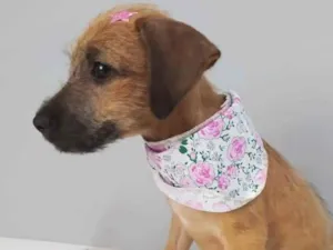 Cachorro raça SRD idade 2 a 6 meses nome Judy