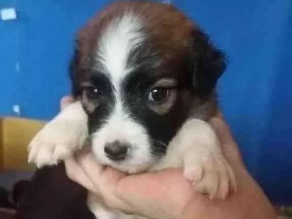 Cachorro ra a Vira lata idade 2 a 6 meses nome Sandra