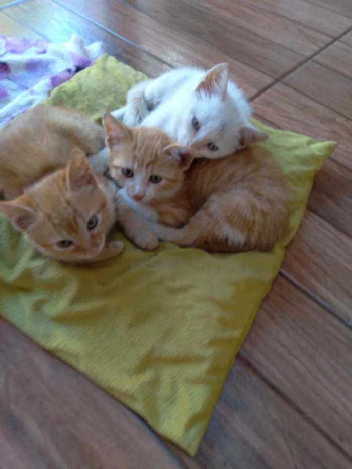 Gato ra a Simples idade 2 a 6 meses nome Gato mel