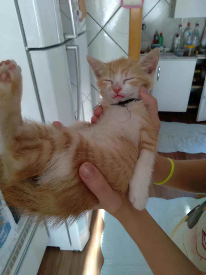 Gato ra a Simples idade 2 a 6 meses nome Gato mel