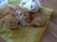 Gato mel