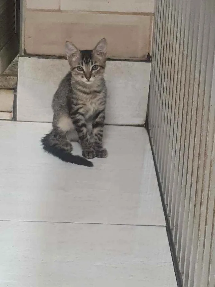 Gato ra a SRD idade 2 a 6 meses nome Grace