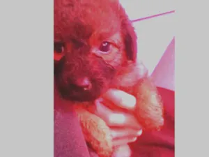 Cachorro raça Vira lata idade 2 a 6 meses nome Rosa