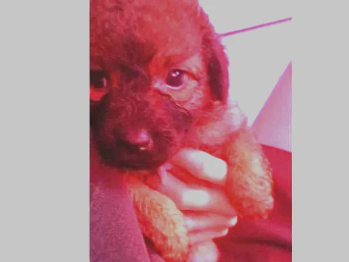 Cachorro ra a Vira lata idade 2 a 6 meses nome Rosa