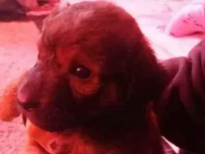 Cachorro raça Vira lata idade 2 a 6 meses nome Madalena