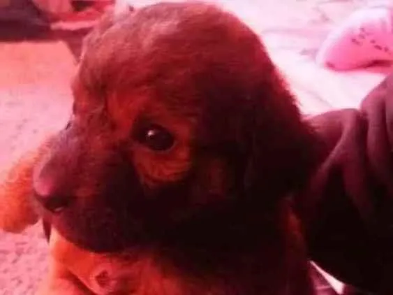 Cachorro ra a Vira lata idade 2 a 6 meses nome Madalena