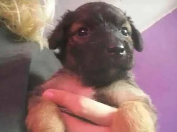 Cachorro ra a Vira lata idade 2 a 6 meses nome Ximbinha