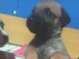 Urso