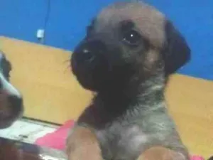 Cachorro raça Vira lata  idade 2 a 6 meses nome Urso