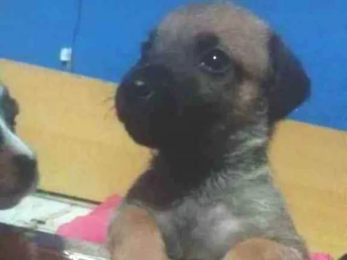Cachorro ra a Vira lata  idade 2 a 6 meses nome Urso