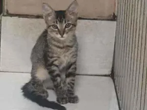 Gato raça SRD idade 2 a 6 meses nome Grace