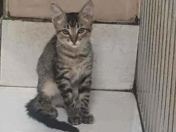 Gato ra a SRD idade 2 a 6 meses nome Grace