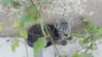 Gatos filhotes 