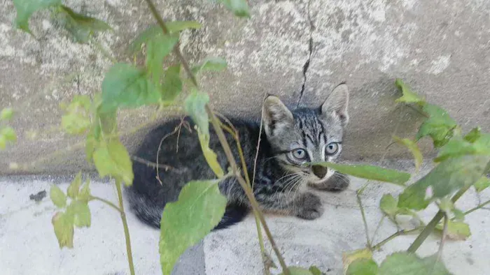 Gato raça Srd idade 2 a 6 meses nome Gatos filhotes 
