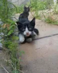 Gatos filhotes 