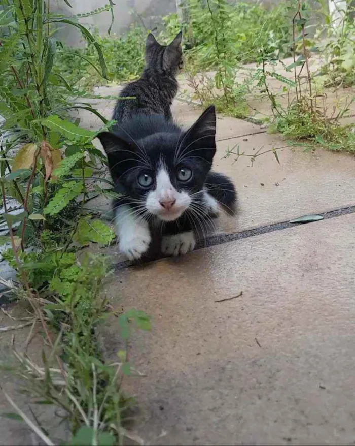 Gato raça Srd idade 2 a 6 meses nome Gatos filhotes 