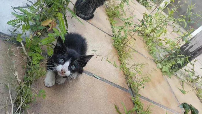 Gato raça Srd idade 2 a 6 meses nome Gatos filhotes 