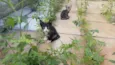 Gatos filhotes 