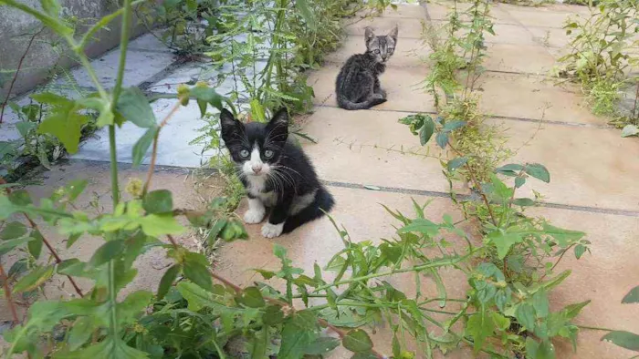 Gato raça Srd idade 2 a 6 meses nome Gatos filhotes 