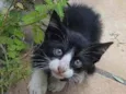 Gatos filhotes 