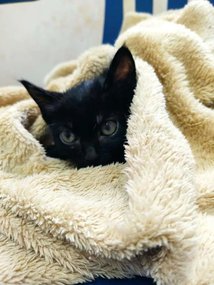 Gato raça SRD-ViraLata idade Abaixo de 2 meses nome Sem nome