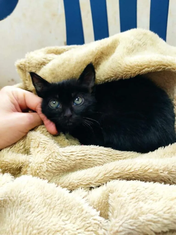 Gato raça SRD-ViraLata idade Abaixo de 2 meses nome Sem nome