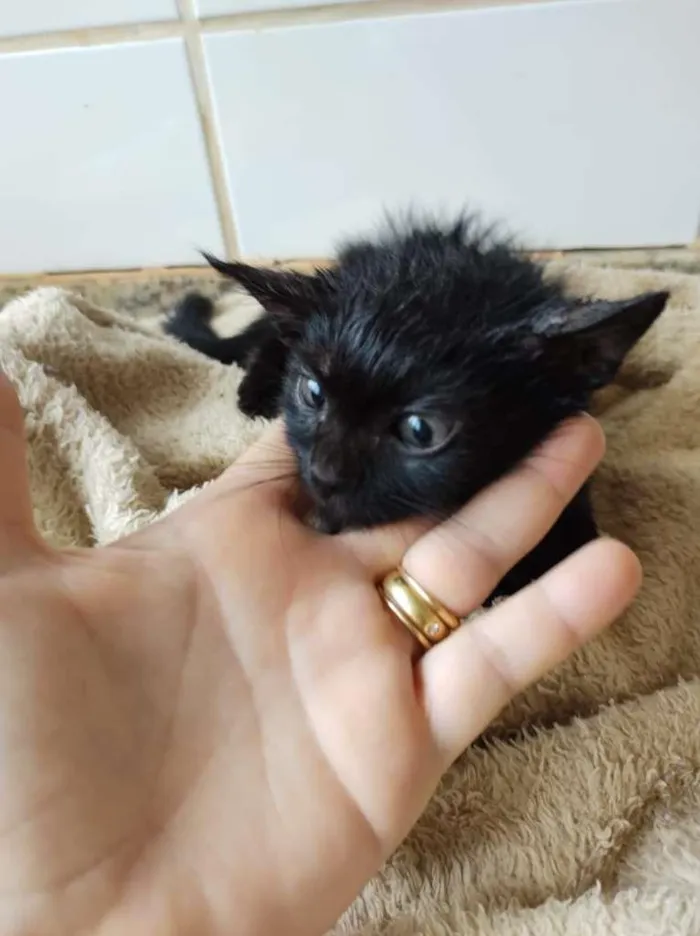 Gato raça SRD-ViraLata idade Abaixo de 2 meses nome Sem nome