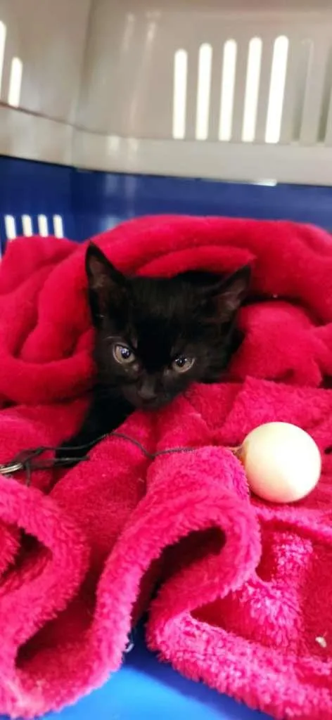 Gato raça SRD-ViraLata idade Abaixo de 2 meses nome Sem nome
