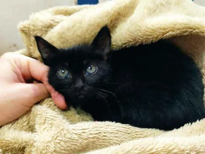 Gato raça SRD-ViraLata idade Abaixo de 2 meses nome Sem nome