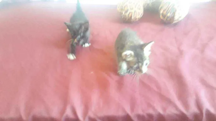 Gato ra a Cinza e preto idade Abaixo de 2 meses nome Bianca é enzo