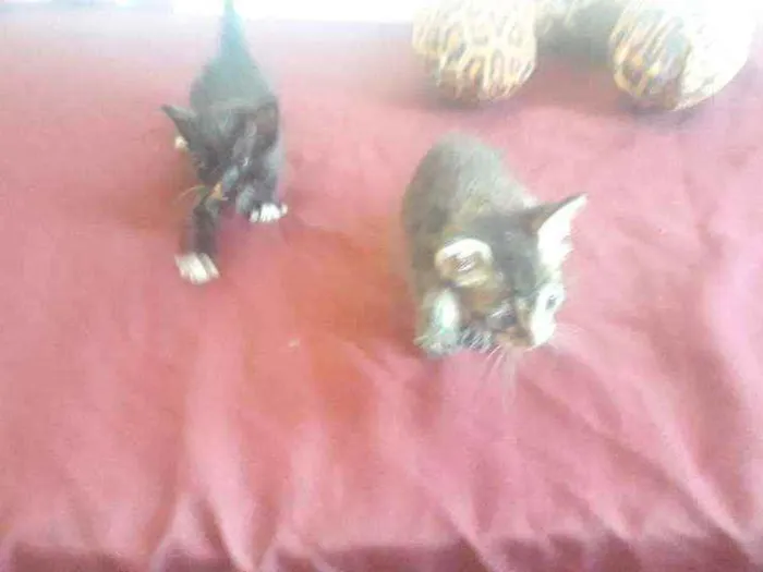 Gato ra a Cinza e preto idade Abaixo de 2 meses nome Bianca é enzo