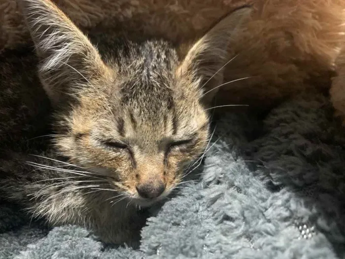 Gato ra a vira lata  idade Abaixo de 2 meses nome Não tem