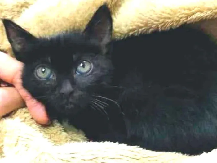 Gato raça SRD-ViraLata idade Abaixo de 2 meses nome Sem nome