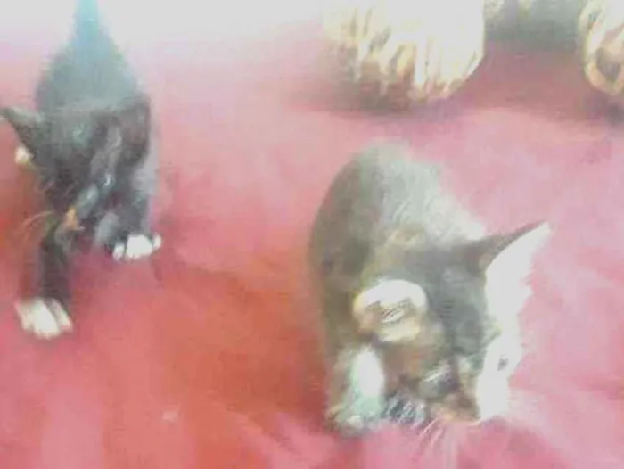 Gato ra a Cinza e preto idade Abaixo de 2 meses nome Bianca é enzo