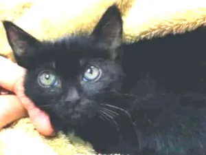 Gato raça SRD-ViraLata idade Abaixo de 2 meses nome Sem nome