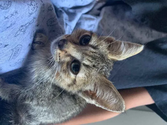 Gato ra a vira lata  idade Abaixo de 2 meses nome Não tem