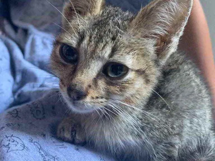Gato ra a vira lata  idade Abaixo de 2 meses nome Não tem