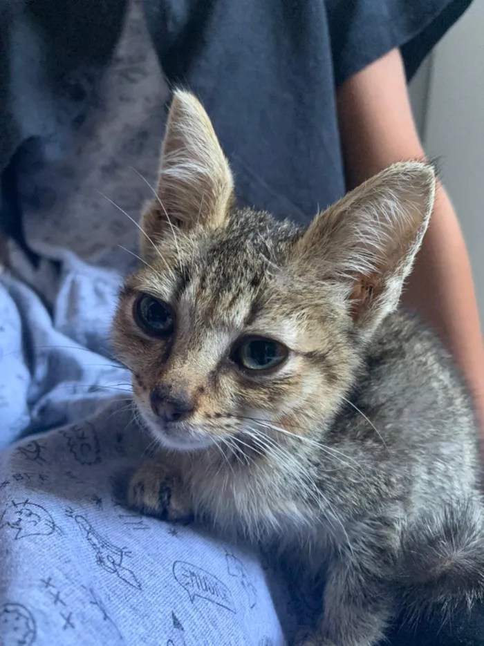 Gato ra a vira lata  idade Abaixo de 2 meses nome Não tem