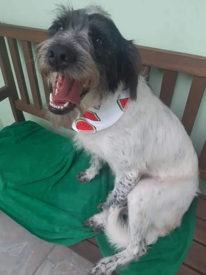 Cachorro ra a SRD-ViraLata idade 1 ano nome Bolão